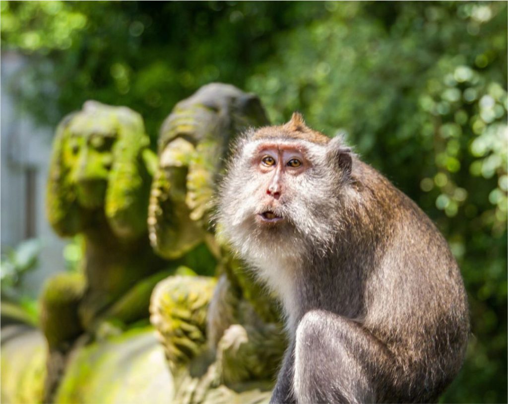 Ubud Day Tour